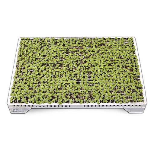 Поднос с ячейками из пластика - SEEDER 864 HOLES 60X40X7 - Pentaplast - многоразовый / прямоугольный