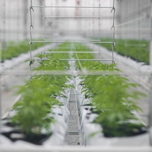 Туннельная теплица - J. Huete Greenhouses - из стекла