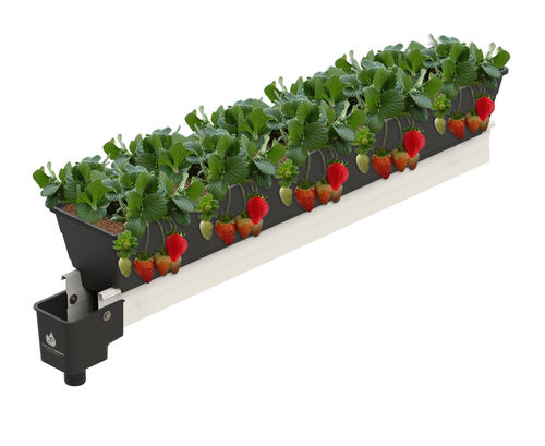 Гидропонная система для выращивания клубники - J. Huete Greenhouses