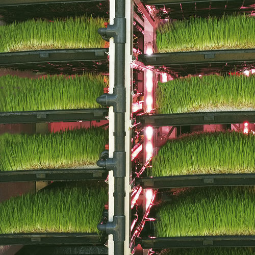 Система беспочвенного выращивания в контейнере - J. Huete Greenhouses - для кормовых культур