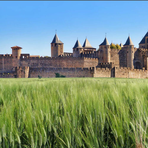 Полуранний семена твердой пшеницы - Casteldoux - Florimond Desprez - весенний / устойчивый к ржавчине
