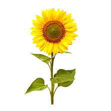 Полураннее семена подсолнуха - MARCIANO ST - Deleplanque - устойчивое к милдью листьев