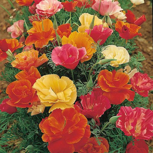 Годовой семена цветов - Californian Poppy  - thompson-morgan - оранжевый / красный / желтый