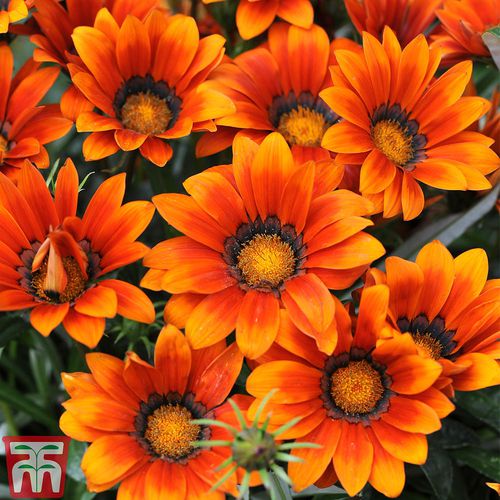 Годовой семена цветов - Gazania  - thompson-morgan - смесь цветов / для горшков / гибридный