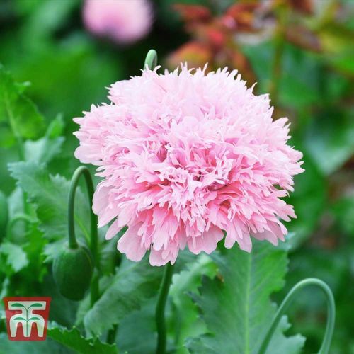Годовой семена цветов - Poppy 'Lilac Pom Pom' - thompson-morgan - розовый / для сада / для среза