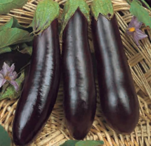 Раннее семена баклажана - VIOLETTE DE RIMINI - BIO - essembio - биологически чистое / для тепличных культур