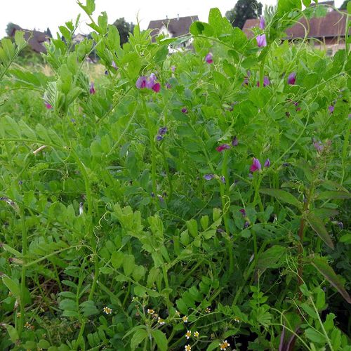 Растительный покров чина посевная - SATIVA - CIPAN