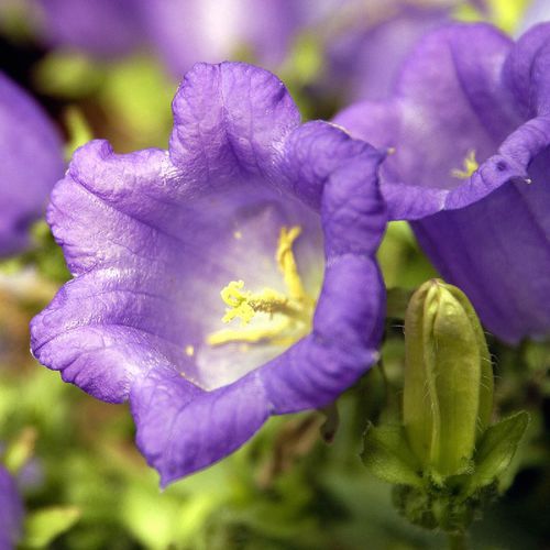 Двухлетнее цветочное растение - CANTERBURY BELLS - SATIVA - белое / синее / для среза