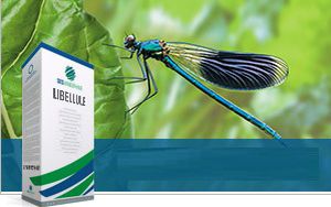 Семена свеклы для сахара - LIBELLULE - SesVanderHave - устойчивый к ризомании / устойчивый к милдью листьев