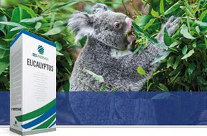 Семена свеклы для сахара - EUCALYPTUS - SesVanderHave - устойчивый к ризомании / устойчивый к церкоспориозу / устойчивый к нематодам