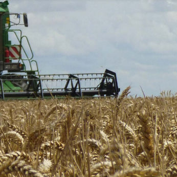 Полупоздний семена мягкой пшеницы - GWENN - agriobtentions - зимний / устойчивый к ржавчине / устойчивый к септориозу