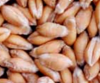 Полуранний семена мягкой пшеницы - BAROK - agriobtentions - зимний / устойчивый к ржавчине / устойчивый к оидиуму