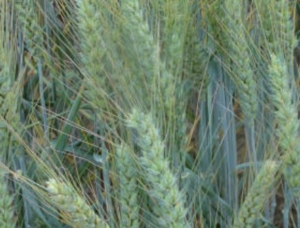 Полуранний семена мягкой пшеницы - SKERZZO - agriobtentions - зимний / устойчивый к фузариозу / устойчивый к полеганию