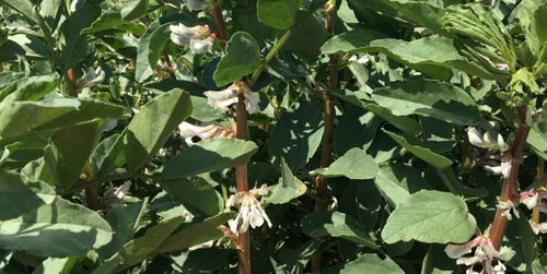 Полупозднее семена конских бобов - NAIROBI - agriobtentions - зимнее / устойчивое к ржавчине / устойчивое к антракнозу