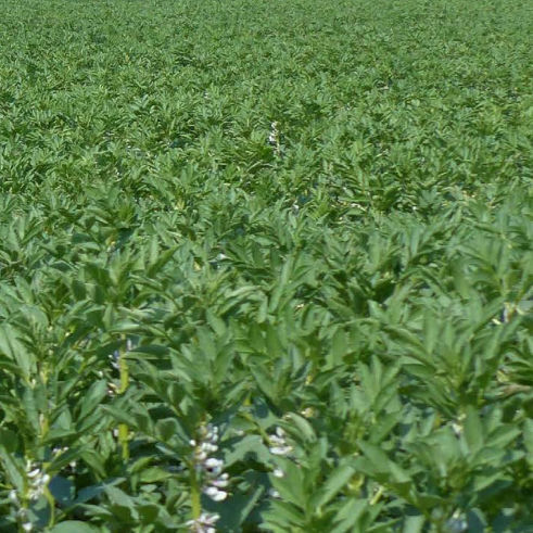 Полураннее семена конских бобов - NIAGARA  - agriobtentions - зимнее / морозоустойчивое / устойчивое к полеганию