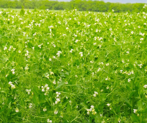 Раннее семена масличных культур - FAQUIR - agriobtentions - зимнее / устойчивое к фузариозу