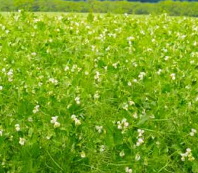 Семена масличных культур средняя зрелость - FOUDRE  - agriobtentions - зимнее / устойчивое к оидиуму / устойчивое к полеганию