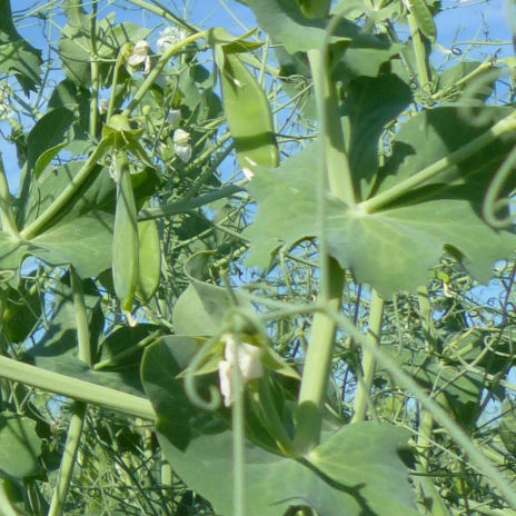 Полупозднее семена масличных культур - FRESNEL - agriobtentions - зимнее / устойчивое к железному хлорозу / устойчивое к полеганию