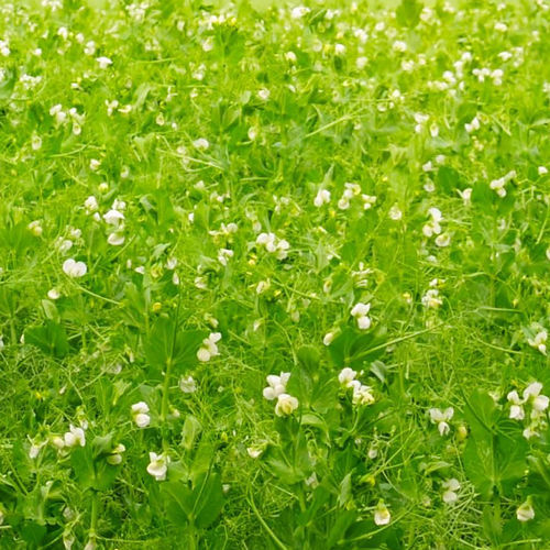 Полупозднее семена масличных культур - FURTIF - agriobtentions - зимнее / устойчивое к железному хлорозу / устойчивое к полеганию