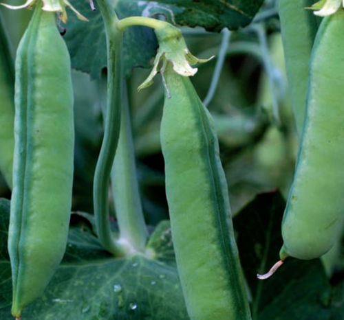 Раннее семена масличных культур - ALTARUS - agriobtentions - весеннее / устойчивое к полеганию