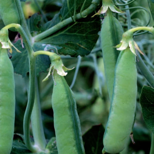 Полупозднее семена масличных культур - PEPS - agriobtentions - весеннее / устойчивое к полеганию