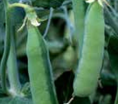 Полупозднее семена масличных культур - POSEIDON - agriobtentions - весеннее / устойчивое к полеганию