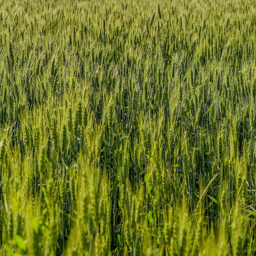 Полупоздний семена мягкой пшеницы - GAMBETTO - agriobtentions - зимний / морозоустойчивый