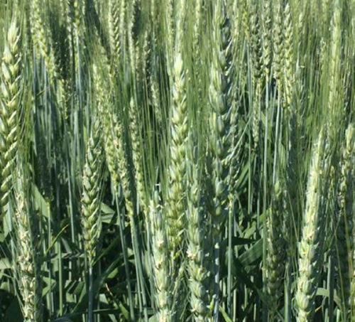 Полупоздний семена мягкой пшеницы - GHAYTA - agriobtentions - зимний / устойчивый к ржавчине / устойчивый к мозайке