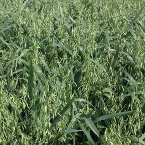 Поздний семена овса - PINNACLE - agriobtentions - весенний / устойчивый к полеганию / морозоустойчивый