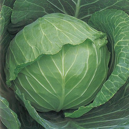 Раннее семена капусты - Copenhagen Market - vikima
