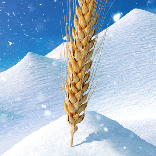 Семена твердой пшеницы средняя зрелость - Ascent - limagraincerealseeds - весенний