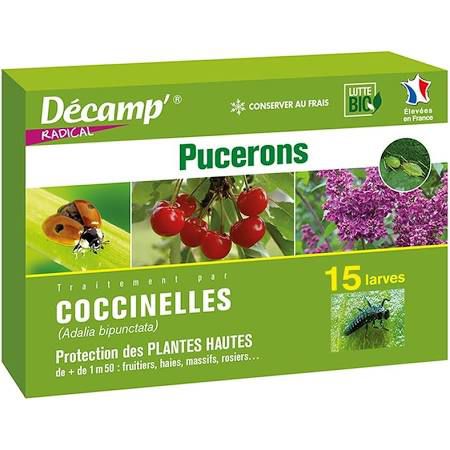 Божья коровка против тли - coccinelle Adalia bipunctata - décamp' radical - личинка / взрослая / яйцо