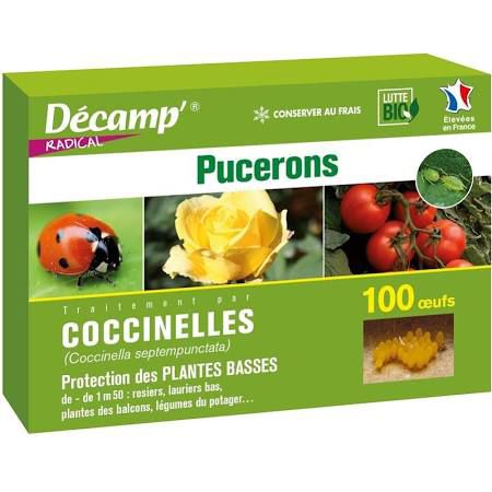 Божья коровка против тли - coccinelle Coccinella septempunctata - décamp' radical - личинка / взрослая / яйцо