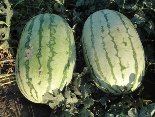 Гибридное семена арбуза - Jubimax - unitedgenetics