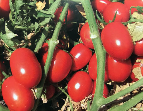 Красный семена томатов - UG-19406 - unitedgenetics - устойчивый к фузариозу / круглый