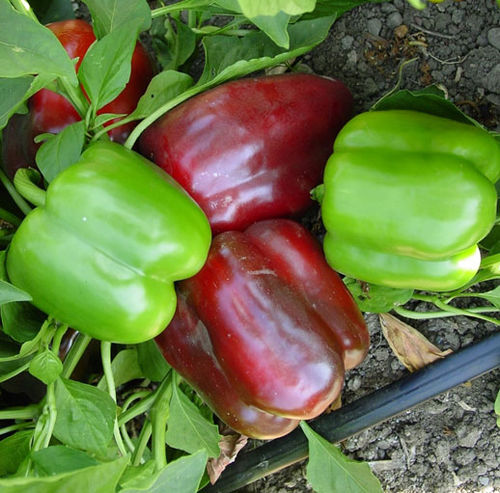 Семена сладкого перца устойчивое к бактерицидным пятнам - Margarita - unitedgenetics - красное / для тепличных культур / зеленое