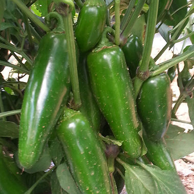 Полураннее семена сладкого перца - JALAPEÑO – COLOSSUS - larkseeds - устойчивое к бактерицидным пятнам / зеленое / гибридное