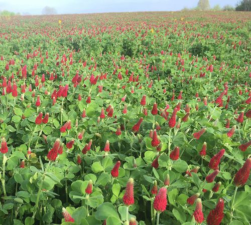 Растительный покров клевер - Crimson Clover - lacrosseseed - для восстановления азота / бобовые