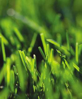 Минеральное удобрение - Replenish 5-4-5 - earthworksturf - NPK / гранулированное / для газона