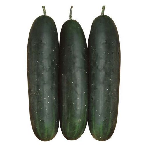 Полураннее семена огурцов - Greengo F1 - eastwestseed - гибридное