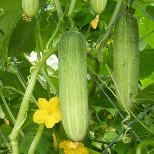 Раннее семена огурцов - Empire F1 - eastwestseed - гибридное