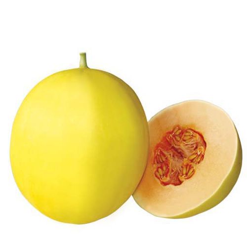 Полуранний семена дыни - Uranus F1 - eastwestseed - гибридный / желтый