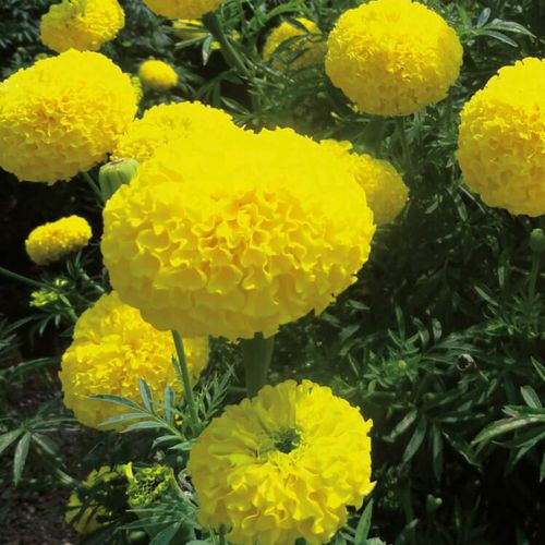 Годовой семена цветов - Bengal F1 - eastwestseed - желтый / для сада / гибридный