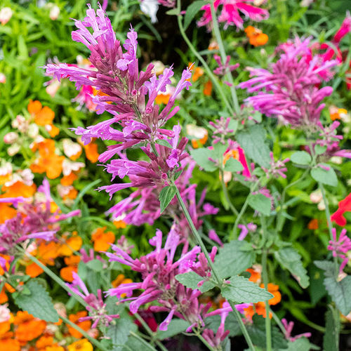 Многолетний семена цветов - Agastache cana - Select Seeds - розовый / для сада / для горшков