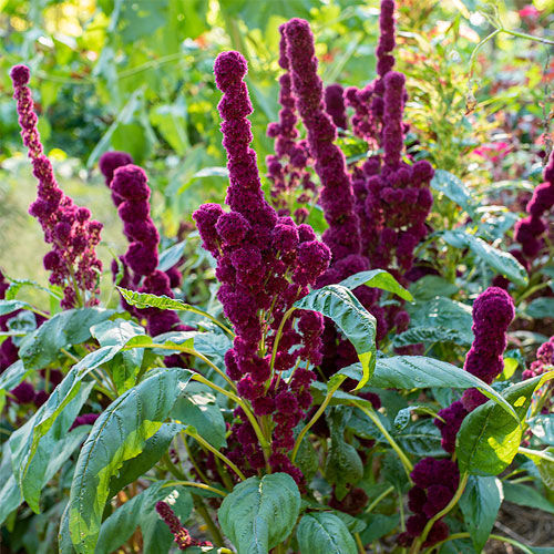 Годовой семена цветов - Amaranthus gangeticus - Select Seeds - фиолетовый / для среза