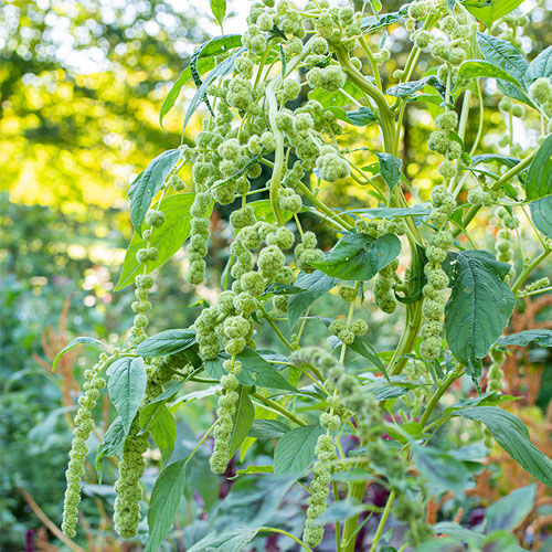 Годовое цветочное растение - Amaranthus caudatus - Select Seeds - зеленое / для среза