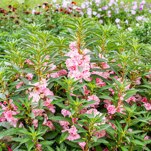 Годовой семена цветов - Impatiens balsamina - Select Seeds - розовый / белый / для среза