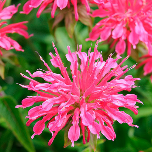 Многолетний семена цветов - Monarda didyma - Select Seeds - розовый / для среза / для привлечения бабочек