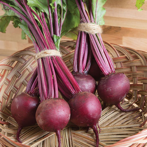 Семена свеклы для сахара - Boro - johnnyseeds - красный / круглый