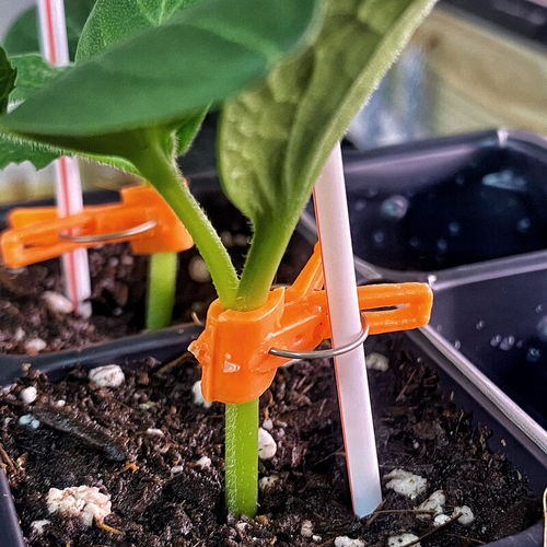 Гибридное семена огурцов - Tetsukabuto Rootstock - johnnyseeds